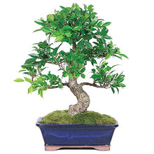 Load image into Gallery viewer, Brussel's Bonsai CT3004GGF Indoor Bonsai, Large, Golden Gate Ficus
