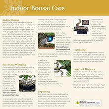 Load image into Gallery viewer, Brussel's Bonsai CT3004GGF Indoor Bonsai, Large, Golden Gate Ficus