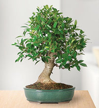 Load image into Gallery viewer, Brussel's Bonsai CT3004GGF Indoor Bonsai, Large, Golden Gate Ficus
